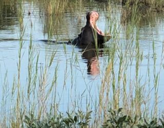 Nijlpaard in het water