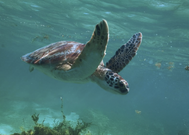 Snorkelen met schildpadden