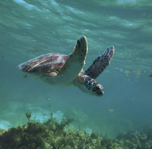 Snorkelen met schildpadden