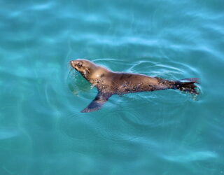 Naar de zeehonden op Duiker Island