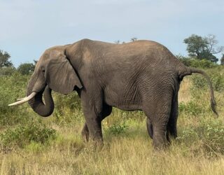 Spot olifanten in het wildreservaat