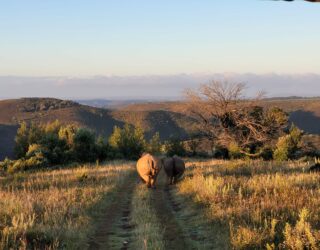 Neushoorns wandelen in het wildreservaat