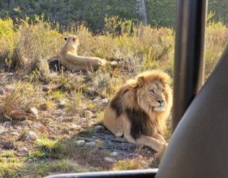 Spot mama en papa leeuw vanuit de jeep in het wildreservaat
