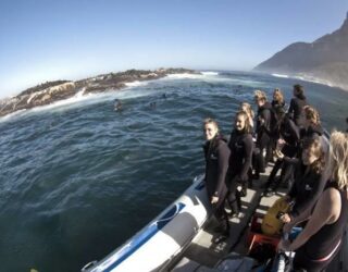 Met de boot naar de zeehonden op Duiker eiland in Kaapstad