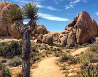 Joshuaboom en rotsformaties in Joshua Tree National Park