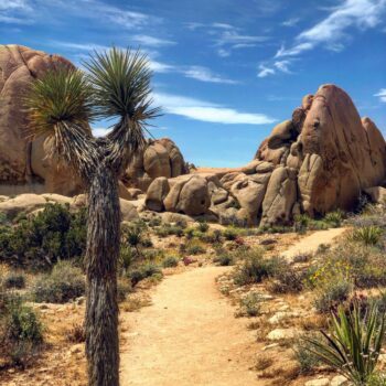 Joshuaboom en rotsformaties in Joshua Tree National Park