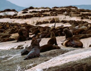 Zeehonden aan Duiker eiland in Kaapstad