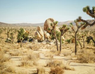 Woestijnlandschap Joshua Tree National Park