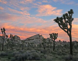 Unieke bomen en rotsformaties in Joshua Tree National Park