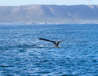 Spot walvissen met kinderen in Hermanus