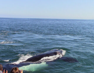 Walvissen spotten met kinderen in Hermanus