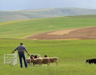 Schapenhoeder op de boerderij in Zuid-Afrika