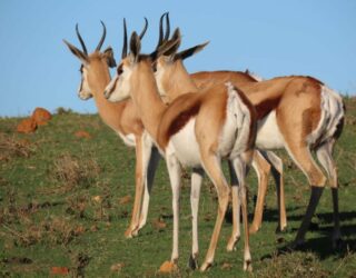 Impala's op de boerderij in Zuid-Afrika