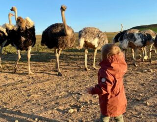 Kind bij struisvogels aan de boerderij