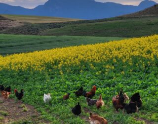 Kippen op de boerderij in Zuid-Afrika