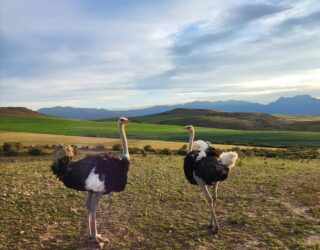 Struisvogels op de boerderij in Zuid-Afrika