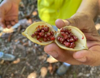 Rode vruchten bij de Bri Bri Indianen in Costa Rica