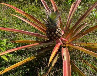 Ananasvrucht de Bri Bri Indianen in Costa Rica