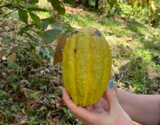 Geplukte cacaovrucht bij de Bri Bri Indianen