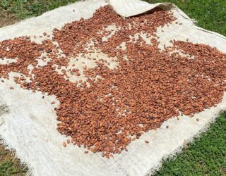 Cacaobonen liggen te drogen bij de Bri Bri Indianen