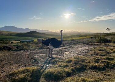 Struisvogel in Oudtshoorn