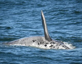 Sta oog in oog met een walvis in Hermanus