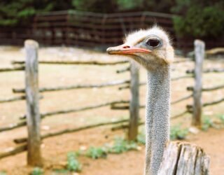 Struisvogels op de Brijuni eilanden