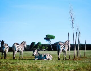 Zebra's op de Brijuni eilanden