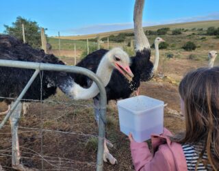 Kind voedert struisvogel in Oudtshoorn