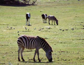 Zebra's op Brijuni eilanden