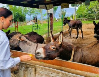 Dutten op de donkey farm