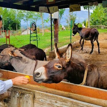 Dutten op de donkey farm