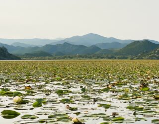 Lelies op meer van Skadar in Montenegro
