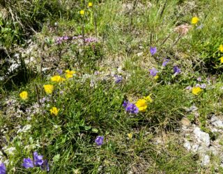 Kleurrijke bloemen in Durmitor National Park Montenegro