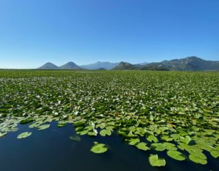 Meer van Skadar n Montenegro