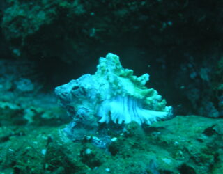 Snorkelen bij eiland Caño