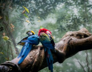 geelvleugelara's Costa Rica