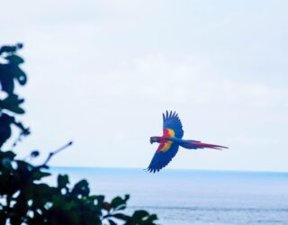 geelvleugelara vliegt in Costa Rica