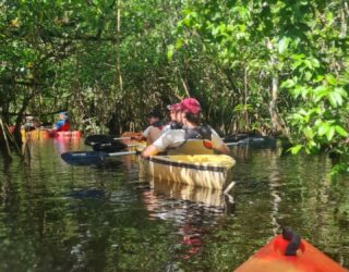 Kajakken tussen de alligators in de Everglades