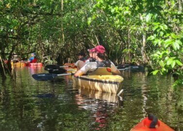 Kajakken tussen de alligators in de Everglades