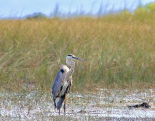 Vogel Everglades Florida