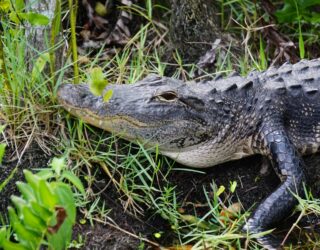 Alligator in Everglades Florida