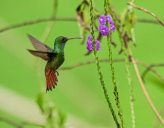 Kolibrie Costa Rica