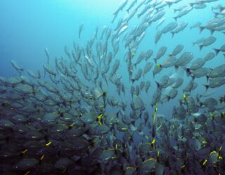 Vissen bij Cano eiland Costa Rica