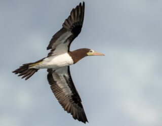 Amerikaanse slangenhalsvogel Costa Rica