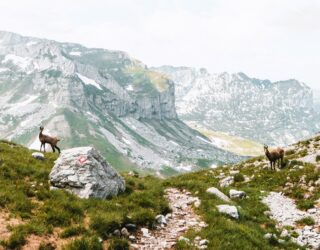 Herten Durmitor National Park in Montenegro