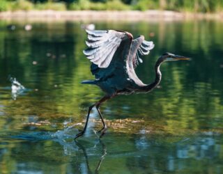 Vogel vliegt in Everglades Florida