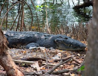 Alligator in Everglades in Florida