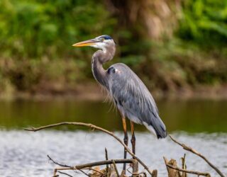 Vogel in Everglades Florida