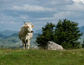 Koe in het Durmitor gebergte